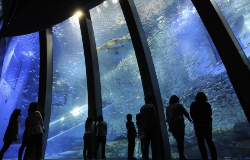 神奈川 八景島シーパラダイス アクアリゾーツ の料金 営業時間 Suizok全国水族館ネット