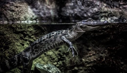 東京「上野動物園 両生爬虫類館」の料金・営業時間・アクセス