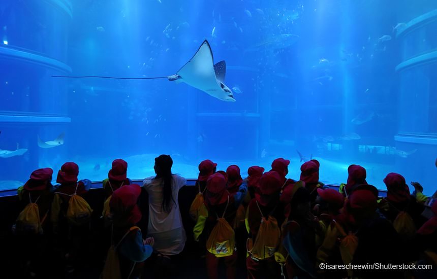 宿泊OKな全国の水族館11選！夜限定ナイトアクアリウムが魅力的すぎる | SUIZOK全国水族館ネット