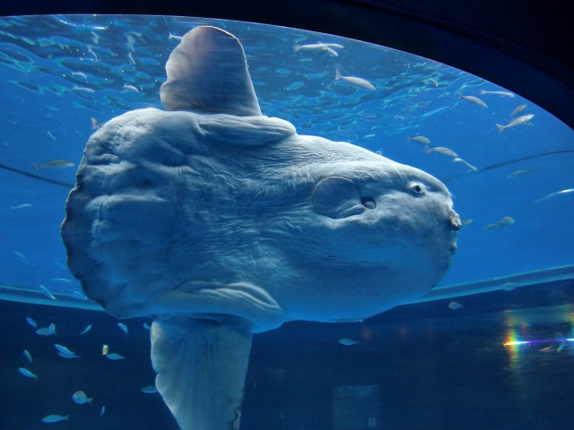 知って得するレア情報 東京近郊でマンボウに会える貴重な水族館3選 Suizok全国水族館ネット