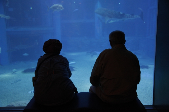 大阪の夜の水族館が素敵過ぎる 口コミ評価抜群 大阪海遊館 Suizok全国水族館ネット