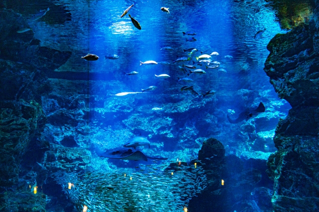 日本世界で大きな水槽がある水族館はどこ？国内外トップ5を紹介！ | SUIZOK全国水族館ネット